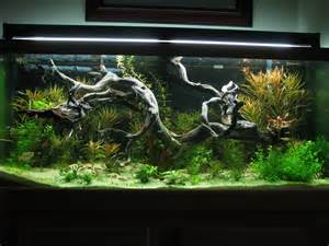 Driftwood for Fish Aquariums