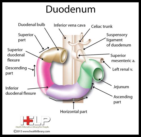 duodenum liver pinterest