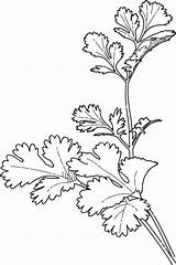 Coloring Coriander Herb Pages Clipart Parsley Cilantro Drawing Coriandrum Herbs Para Colorir Desenho Plantas Getdrawings Gourmet Garden Clipground Print Google sketch template