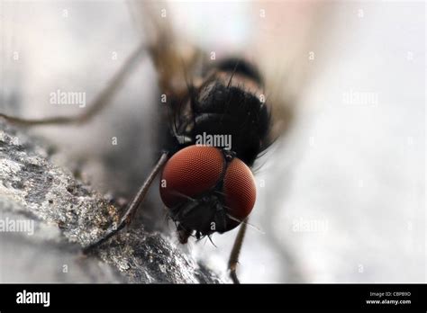 red eyed fly stock photo alamy
