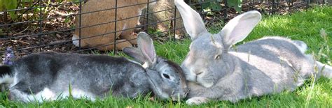 senior rabbits rabbit welfare association and fund rwaf