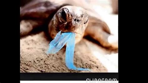 water pollution affecting marine animals youtube