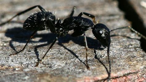 ants  change  roles   colony study science times
