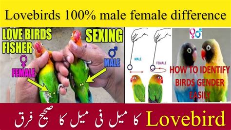 identify male  female  lovebirdslove birds male female