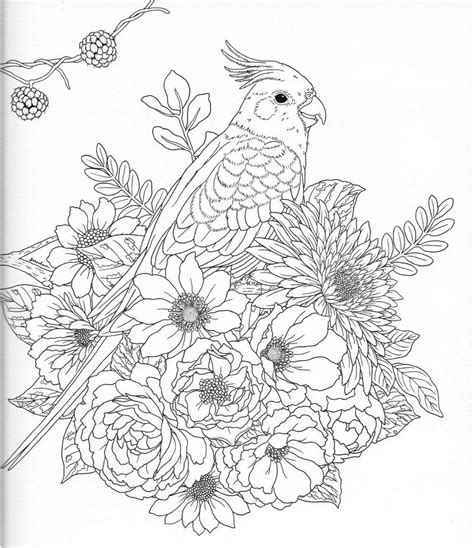 novosti  adult coloring printable adult coloring pages adult