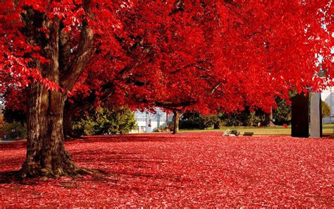 red tree wallpapers top  red tree backgrounds wallpaperaccess