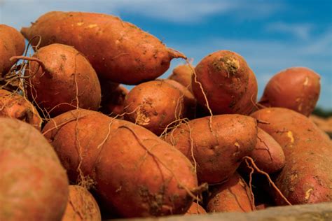 North Carolina Sweet Potatoes Take Root