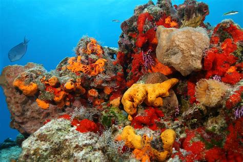 sea sponges characteristics reproduction