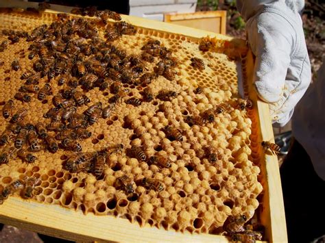 drone bees benefit  colony perfectbee