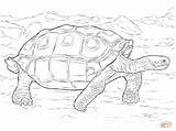 Galapagos Tortoise Tortuga Tortugas Realista Gigante Turtle Supercoloring Gigantes Galápagos Tortoises sketch template