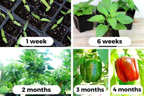 long  peppers   grow time   variety