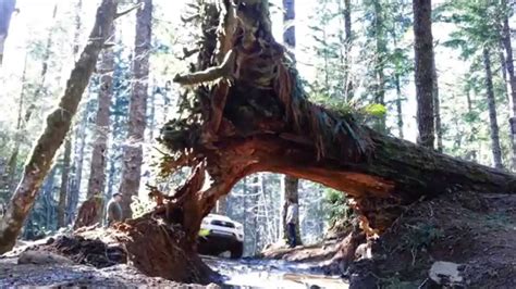cedar tree trail tillamook state forest browns camp oregon youtube