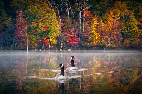 Canada Geese Geese Swimming Fall Trees Fall Colors Hall