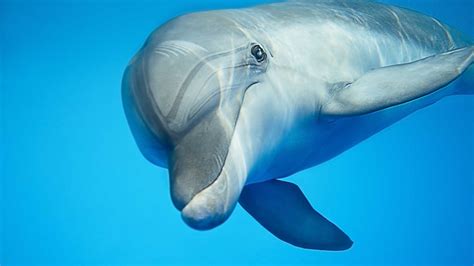 confirmado los delfines son los animales mas inteligentes mentes curiosas