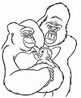 Gorilla Gorille Silverback Getcolorings Coloriages Printablefreecoloring Coll sketch template