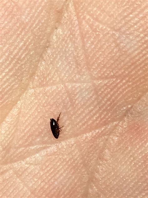 small black bugs   carpet carpet vidalondon