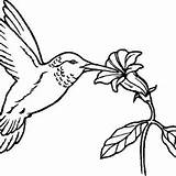 Hummingbird Coloring Nectar Eat Village Beautiful Provide Flowers sketch template