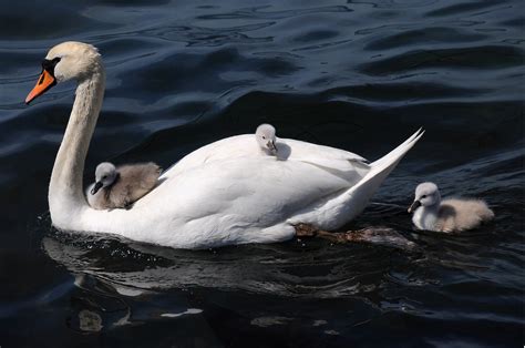 white swan  babys swan  body  water cygnets hd wallpaper