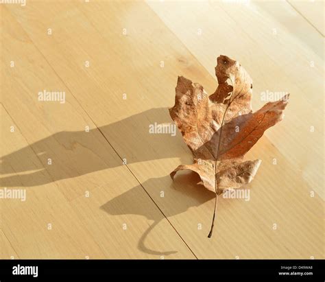 single dry oak leaf lying   maple wood floor stock photo alamy