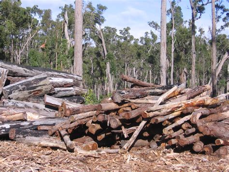 logging sos save  orangutans