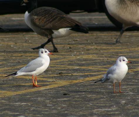 Colour Ringed Gulls Watermead Cp South