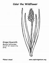 Hyacinth Grape Coloring Exploringnature sketch template