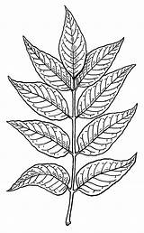 Leaves Line Fern sketch template