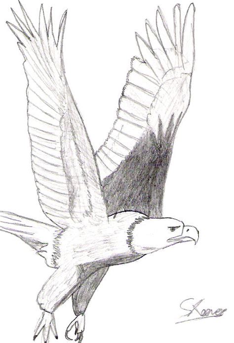 bald eagle flying  speedythehedgehog  deviantart