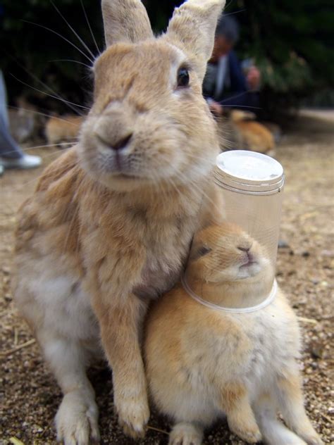 watch bunnies swarm a tourist on japan s rabbit island