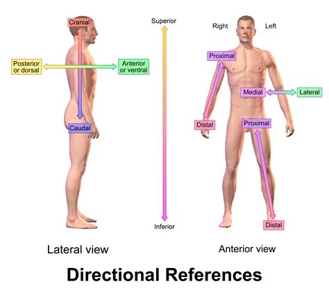 directional terms biology libretexts