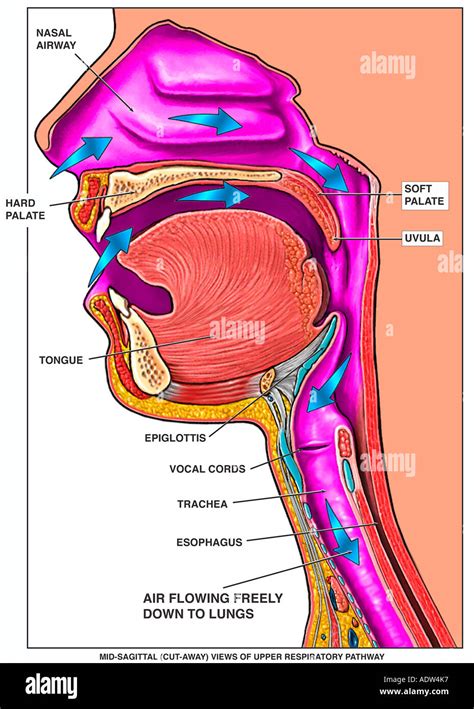 upper airway anatomy pic
