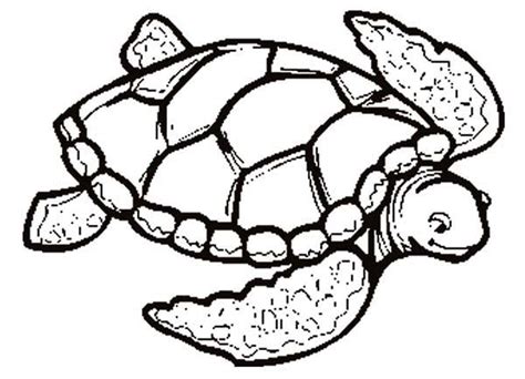 yertle  turtle coloring pages coloring home