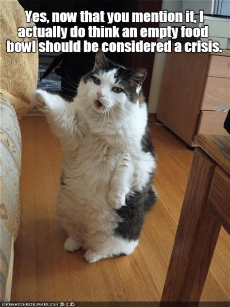 empty food bowl lolcats lol cat memes funny cats funny cat