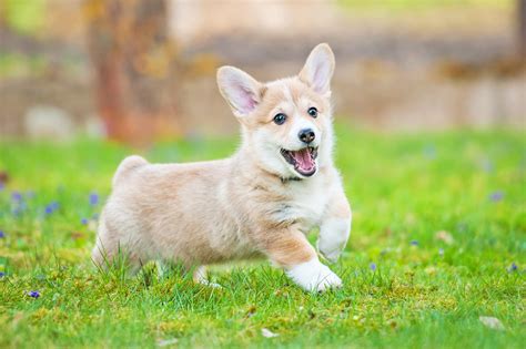 corgi puppy