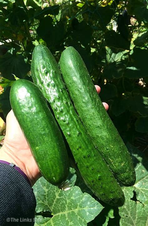 use these handy storage tips when you have a large summer cucumber
