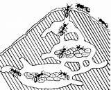 Anthill Ants Clipground sketch template