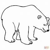 Coloring Polar Bear Pages Bears Kids Print Printable sketch template