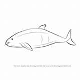 Draw Vaquita Step Drawing Cow Sea Whale Sperm Mammals Tutorials Marine sketch template