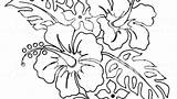 Hibiscus Coloring Pages Flowers Printable Flower Getcolorings Getdrawings Print Color sketch template
