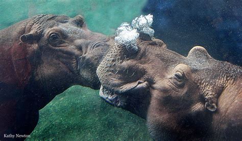 all sizes hippo kisses flickr photo sharing