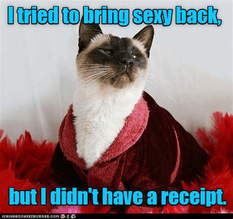 Da Ya Think I M Sexy Lolcats Lol Cat Memes Funny Cats Funny