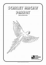 Coloring Macaw Parrot Scarlet Pages Cool Print sketch template
