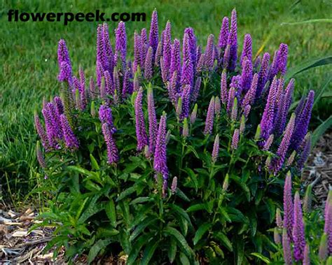 tips    grow speedwell plant