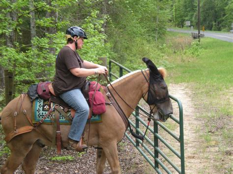 stclair red mule farm mule donkey adventures lakeview planation ladies mule ride