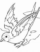 Coloring Swallow Pages Swallows Birds Getcolorings Getdrawings sketch template