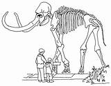 Colorear Mamut Esqueleto Mammoth Skeleton sketch template