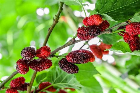 mulberry tree plant care growing guide