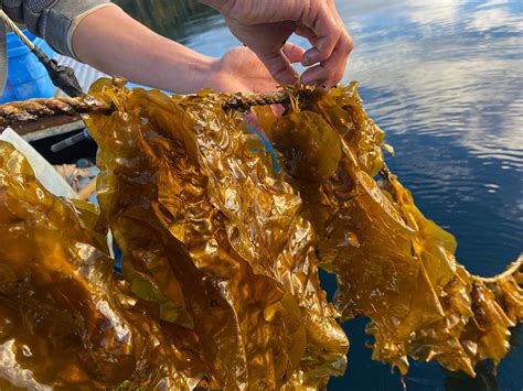 banking   seaweed rush resilience
