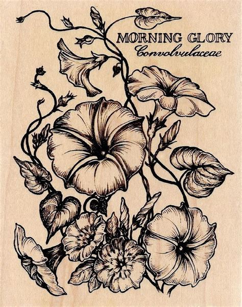 Morning Glory Flower Tattoo Designs