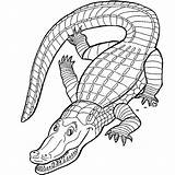 Crocodile Alligator Colorare Coloriage Coccodrilli Krokodyle Kolorowanki Animaux Cocodrilo Colorier Coloriages Dla Crocodiles Coccodrillo Krokodyl Cocodrilos Alligatore Realistic Coloringtop Mandala sketch template